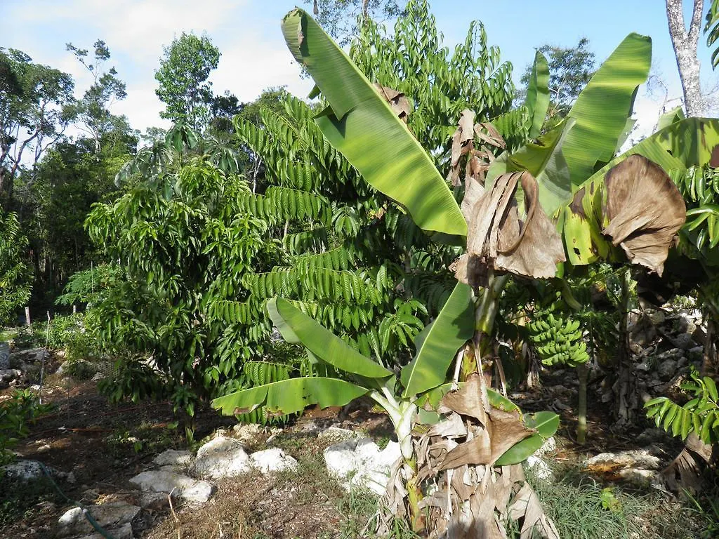 ** Parco vacanze Quintana Roo National Park Campground & Hiking Hotel Francisco Uh May Messico