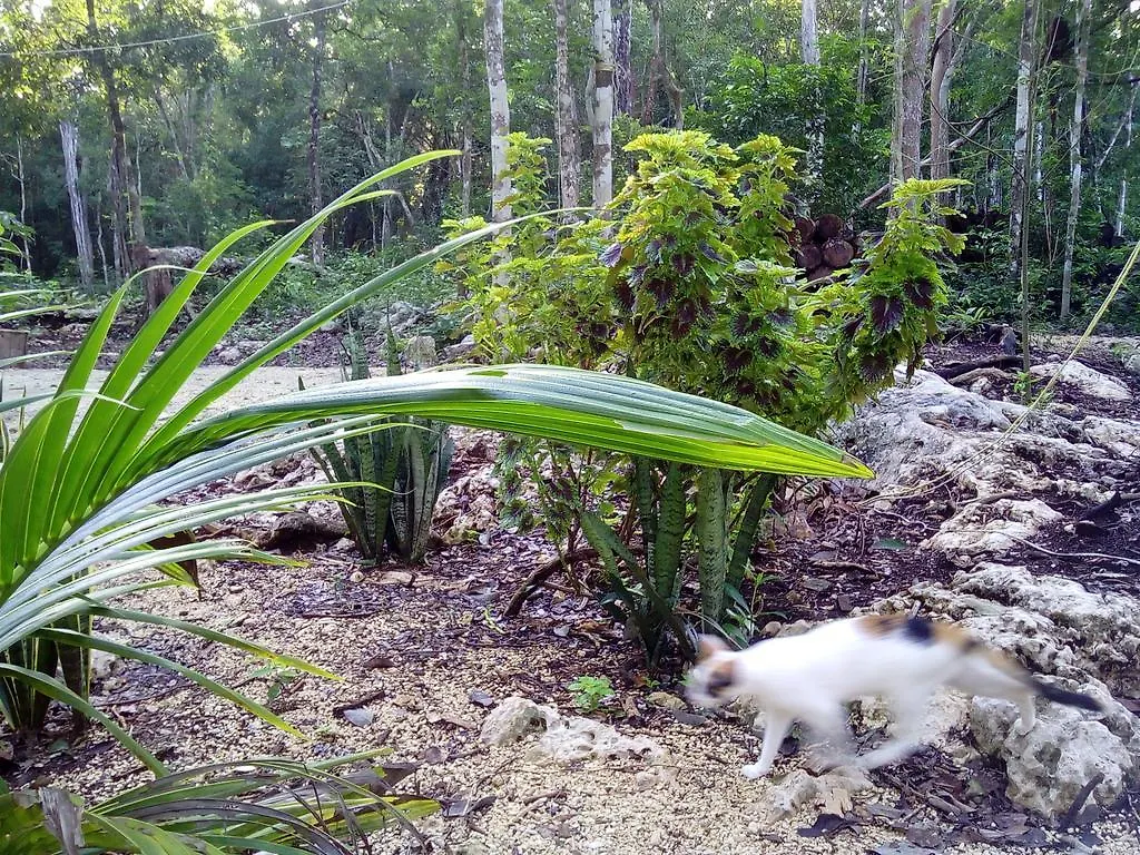 Quintana Roo National Park Campground & Hiking Hotel Francisco Uh May 2*,  México